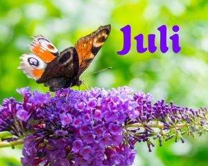 Nieuwsbrief Juli-Augustus 2025